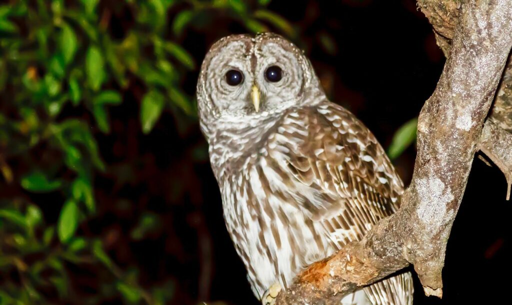 Magia nocnego życia przyrody w sezonie złotych liści