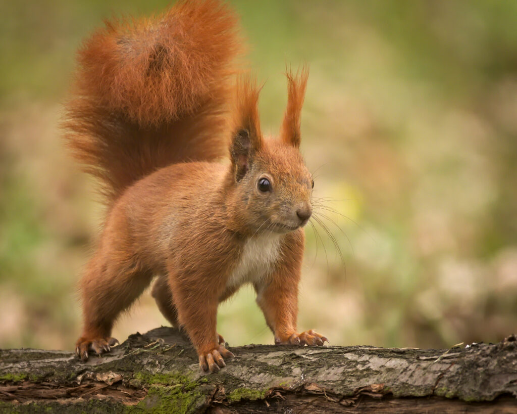 Zwierzęta przygotowujące się jesienią do zimy w parku – jak je rozpoznawać i co robią?