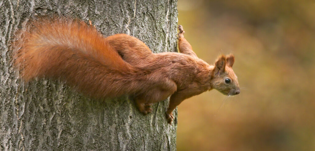 Wiewiórki i jeże: mali bohaterowie jesiennego parku