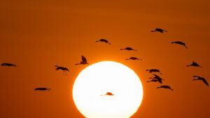 Niezwykłe rekordy migracyjne ptaków