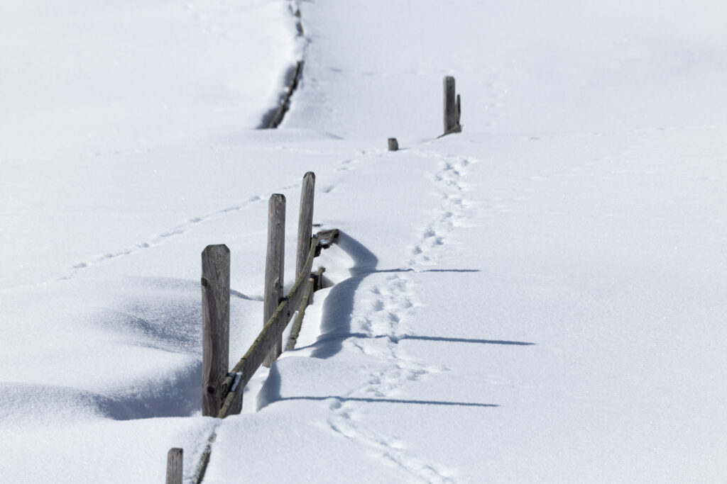 Ślady i tropy: jak odczytywać ślady zwierząt na jesiennym spacerze?