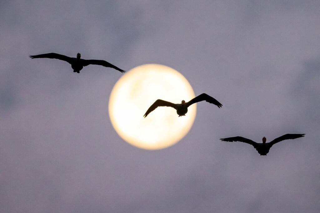 Główne szlaki migracyjne ptaków w Europie