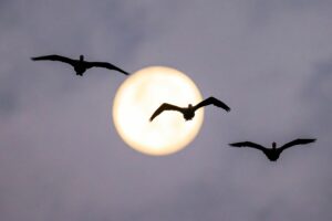 Główne szlaki migracyjne ptaków w Europie