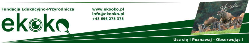 www.ekooko.pl info@ekooko.pl +48 696275375