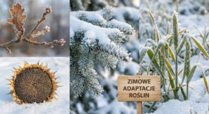 Zimowe Adaptacje Roślin: Kto Przetrwa Mrozy? (Supermoce, których nie widać gołym okiem)