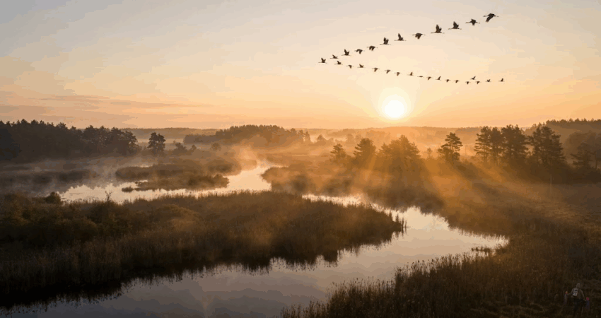 Powrót Gigantów – Żurawie i ich Podniebna Symfonia