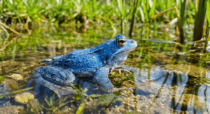 Błękitne Love Story – Tajemnica Niebieskich Żab