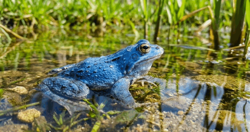 Błękitne Love Story – Tajemnica Niebieskich Żab