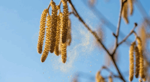 Budzik Natury – Fenologia dla Tajnych Agentów