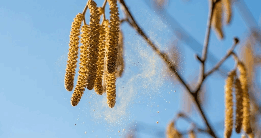 Budzik Natury – Fenologia dla Tajnych Agentów 🕵️‍♂️⏰