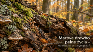 Martwe drewno pełne życia – kto mieszka w starym pniu?